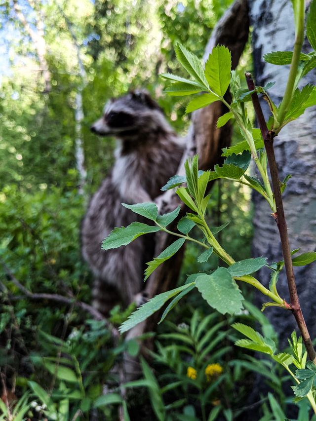 Just a Girl and Her Raccoon - A Candid