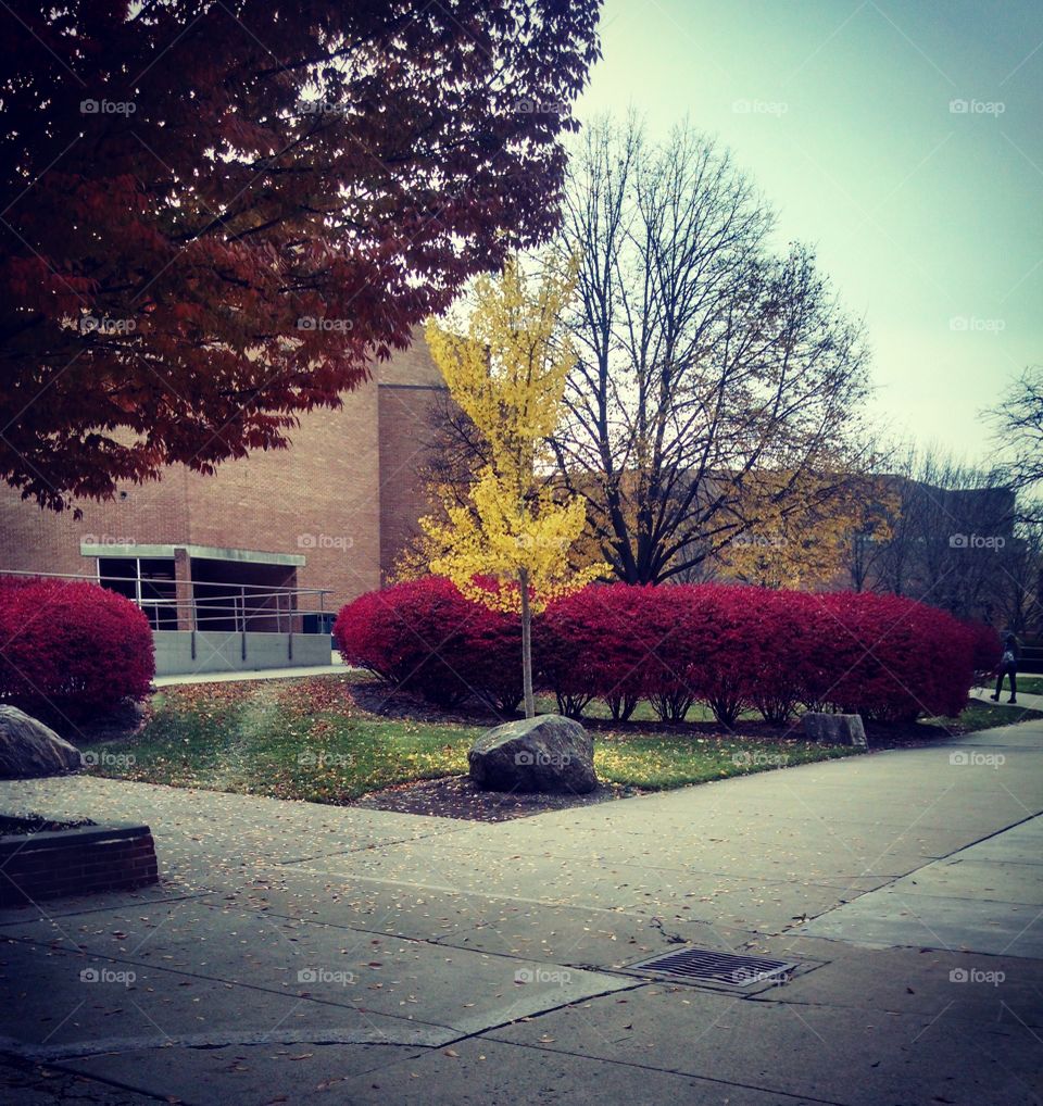 Campus Colors