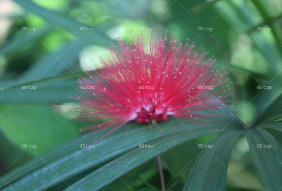 wild flower are blooming