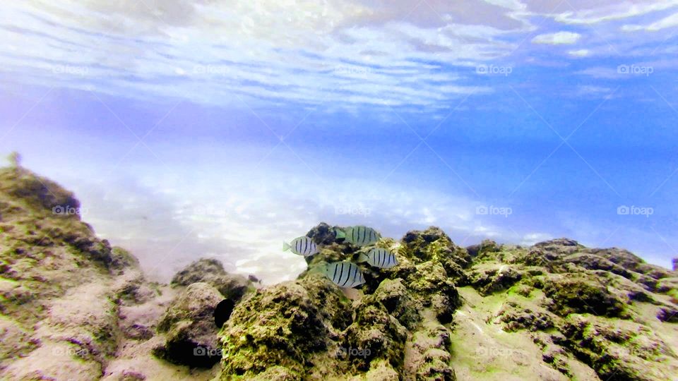 Under water sea scape