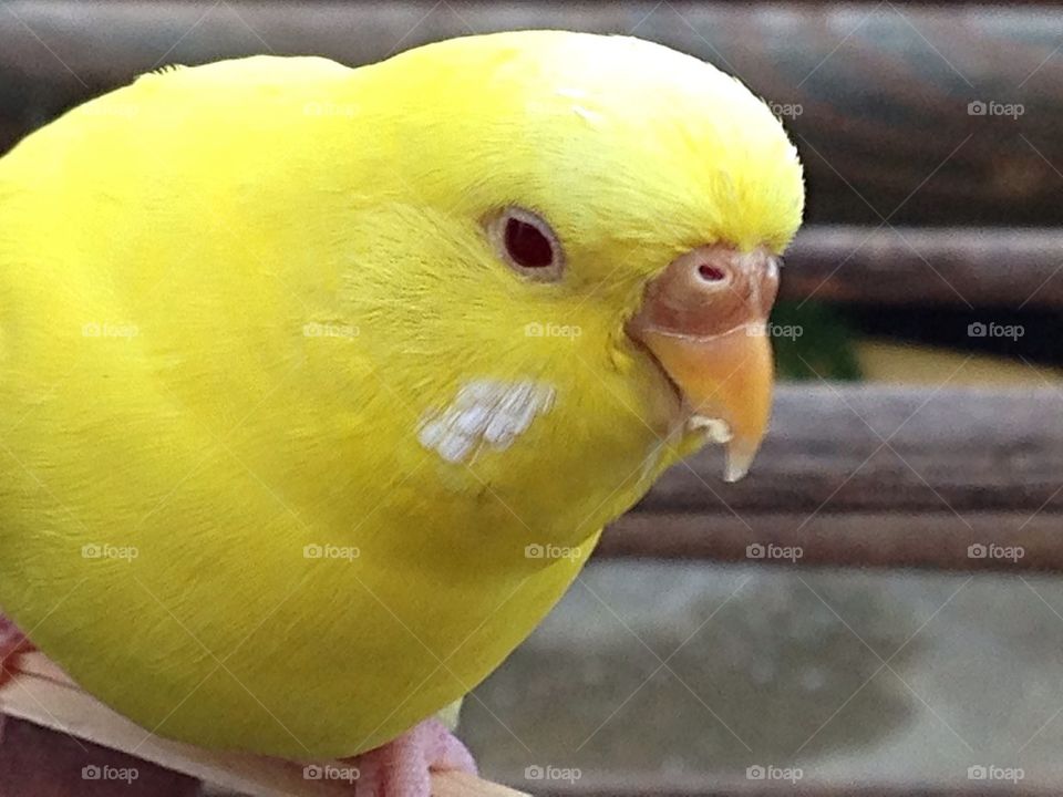 Yellow Parakeet 