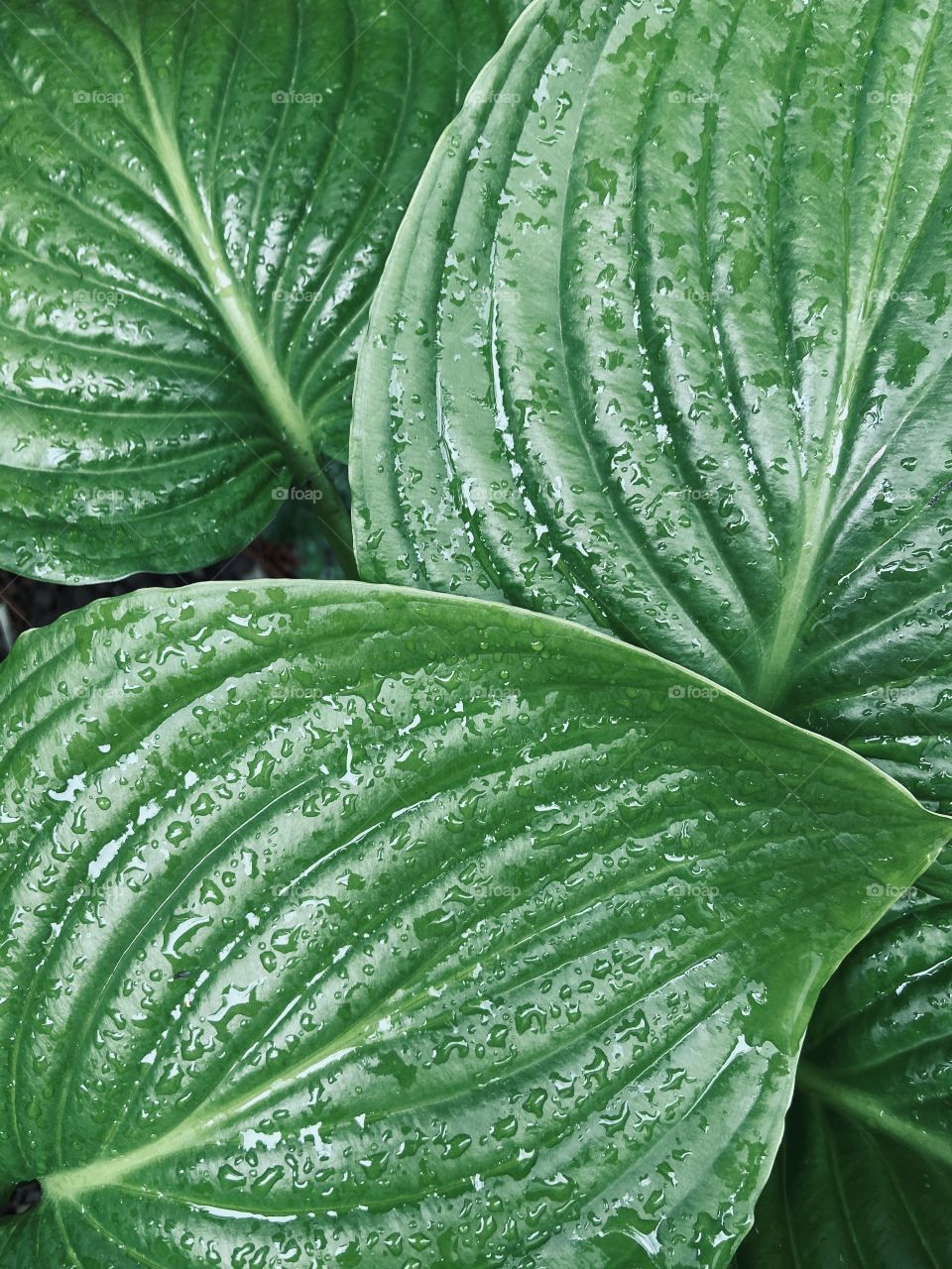 Textured green leaves 