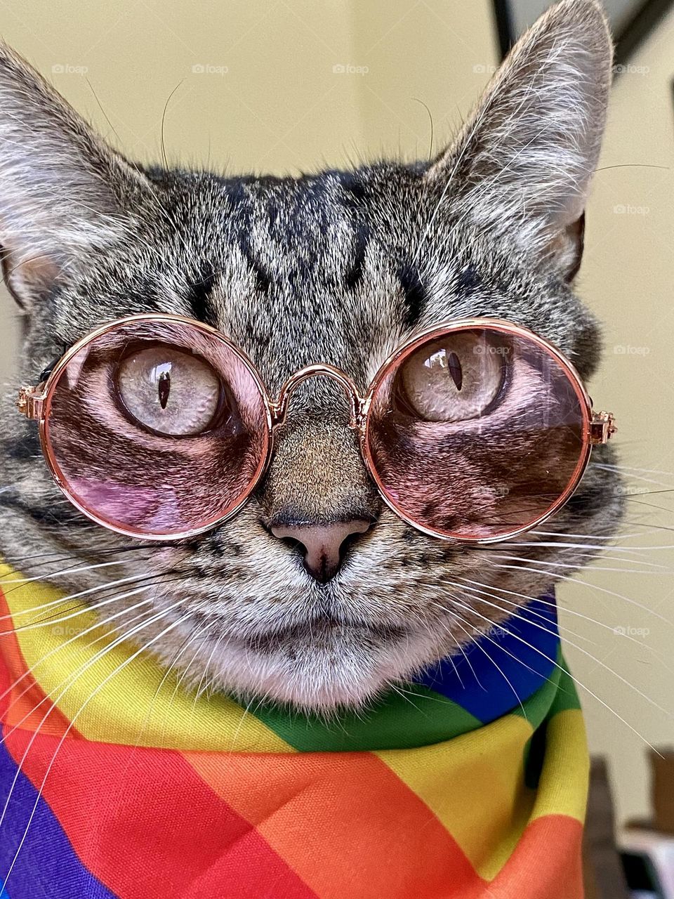 A tabby cat wearing pink tinted glasses and a rainbow bandana