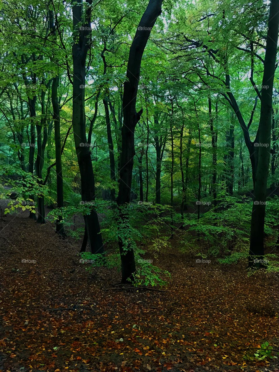 Forest