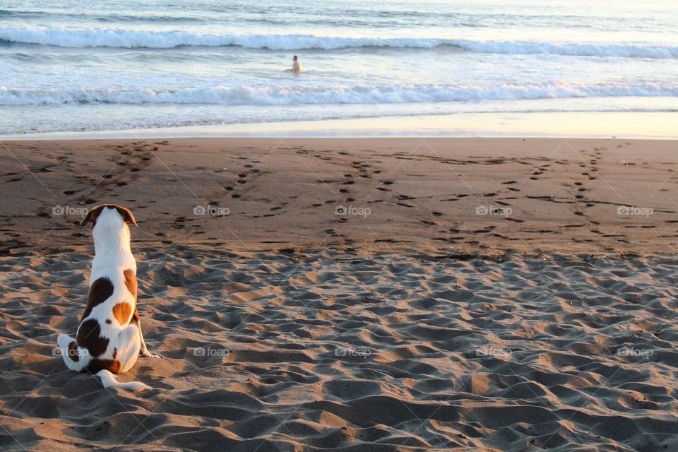 A dog sitting on a sandy beach and patiently waiting for its master while swimming in the sea