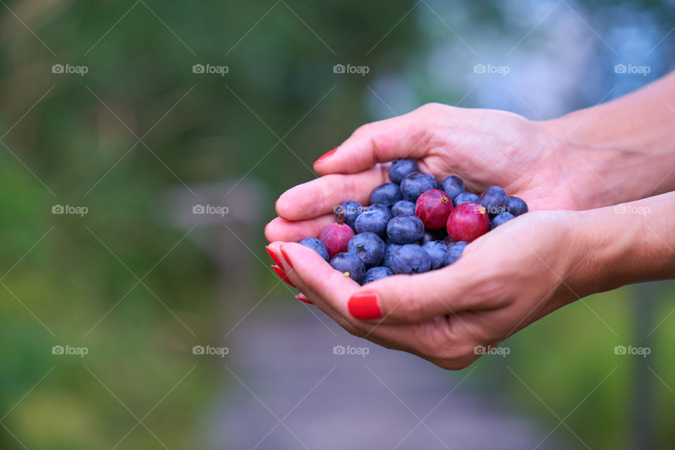 Fresh highbush blueberries and gooseberries on female hands in outdoors settings in Finland.