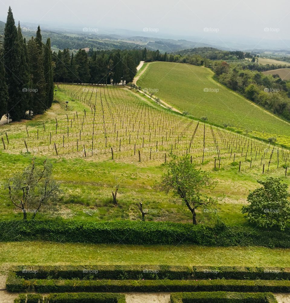 Chianti 