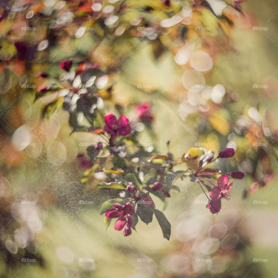 Apple tree branch with flowers  with water drops in sunlight