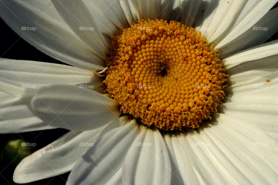 yellow flower white daisy by dalenzia