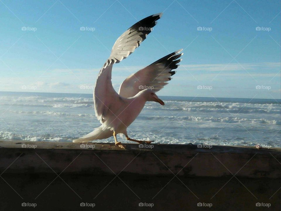 Beautiful seagull on the wall