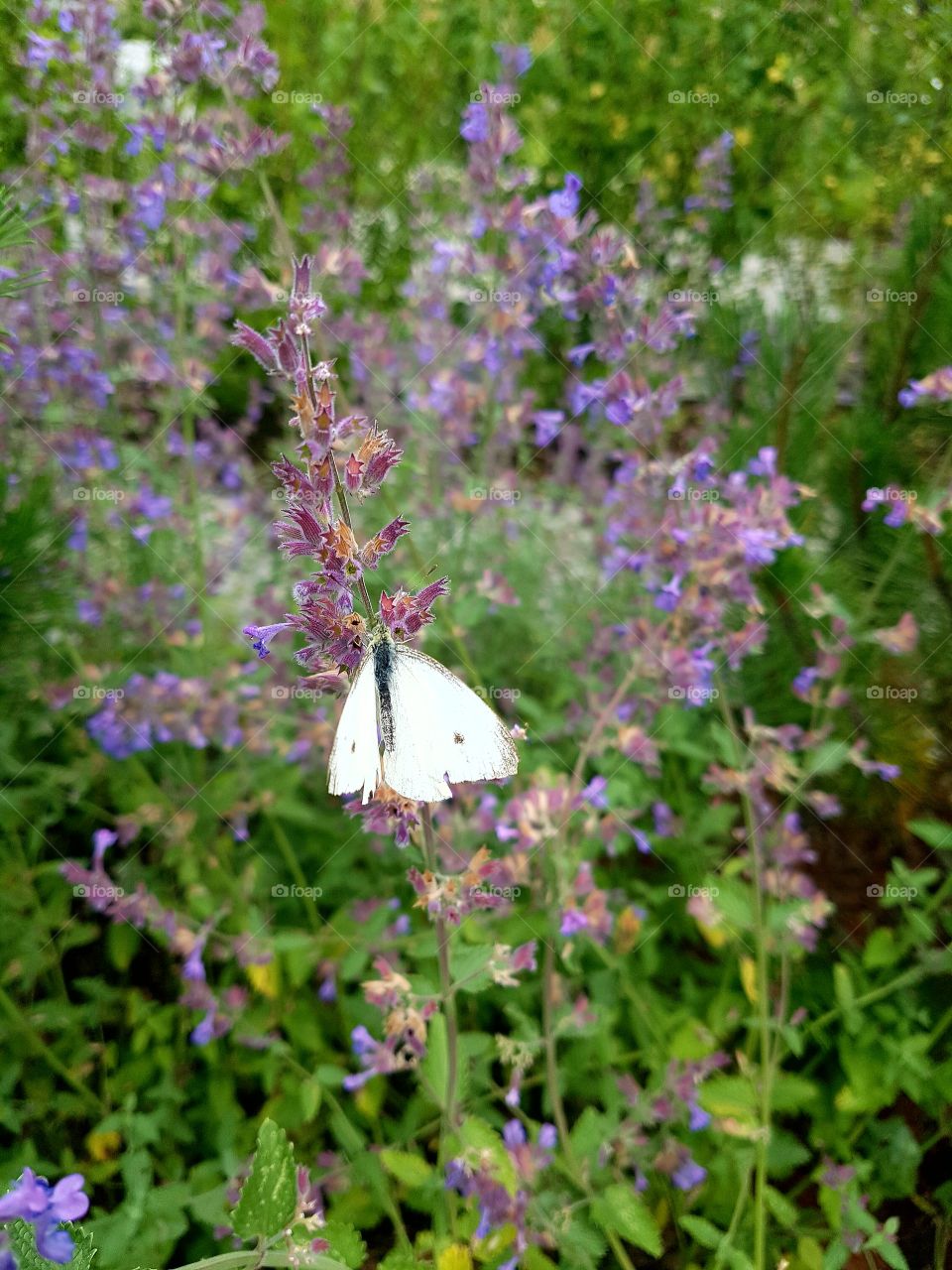 White butterfly on the purple flower