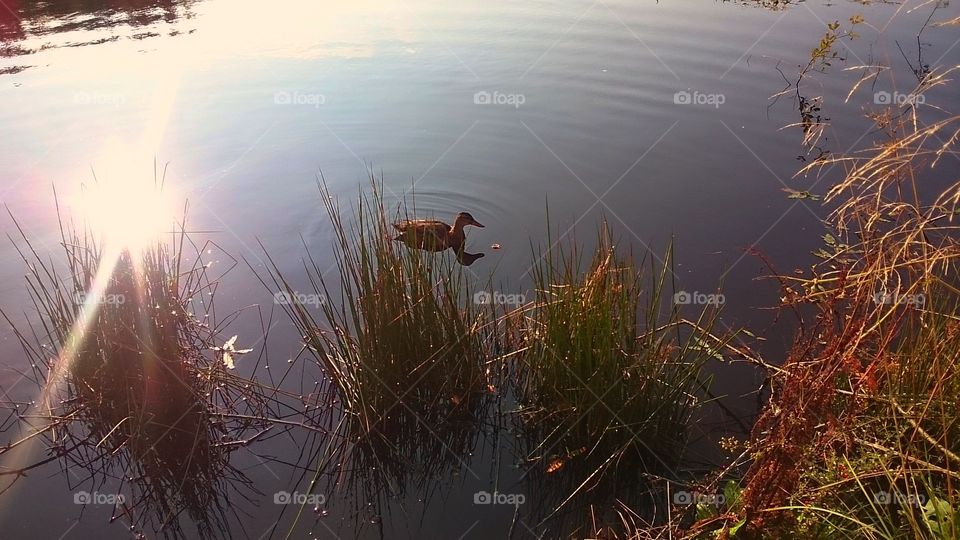 reflection of sun during sunset on the lake in Berlin, Germany