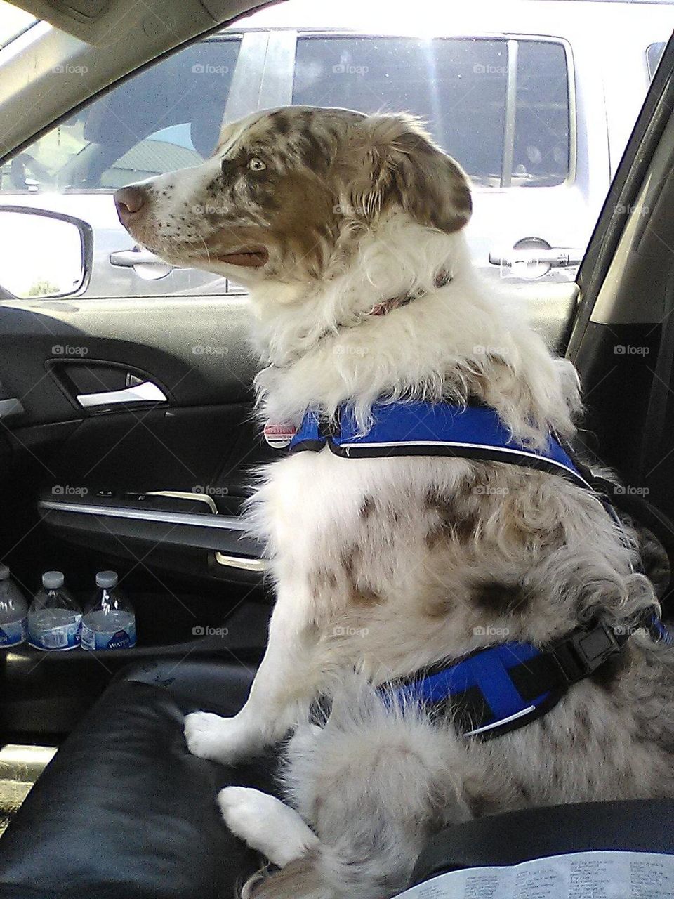 Amazing Red Merle Puppy in the Car