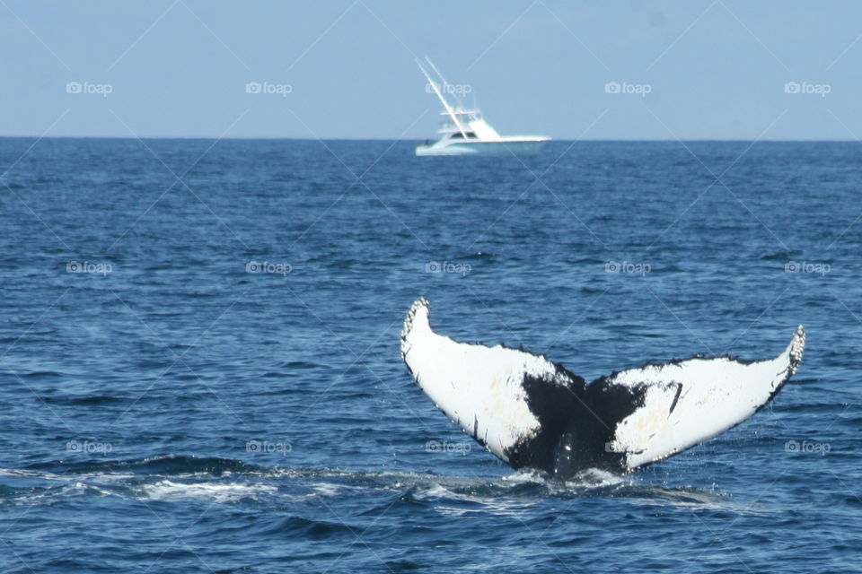 Whale Watch