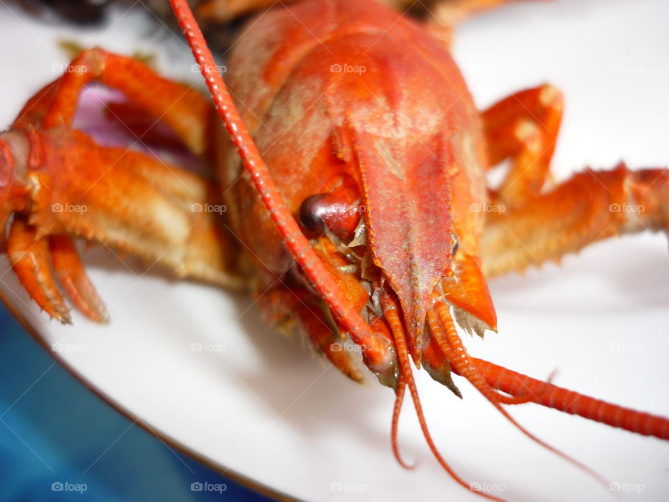 Close up of a crab