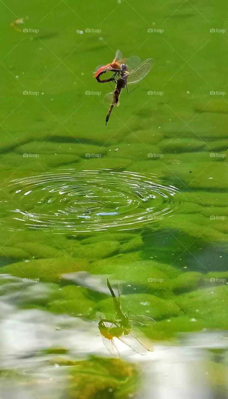 flying dragonfly
