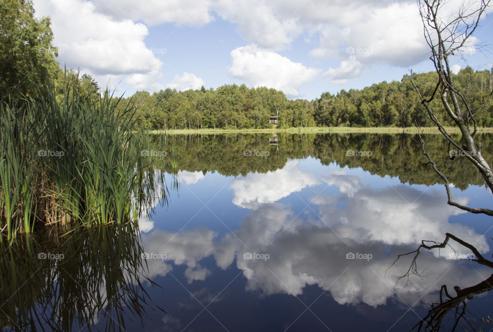 Forest reflections in the lake 