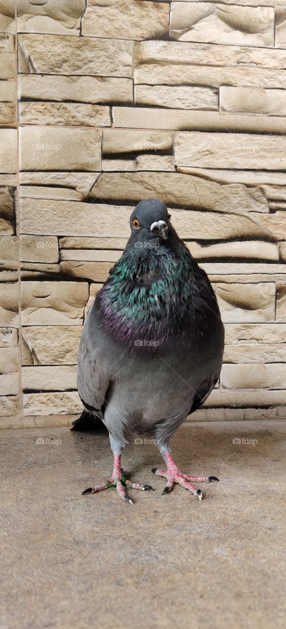 pigeon