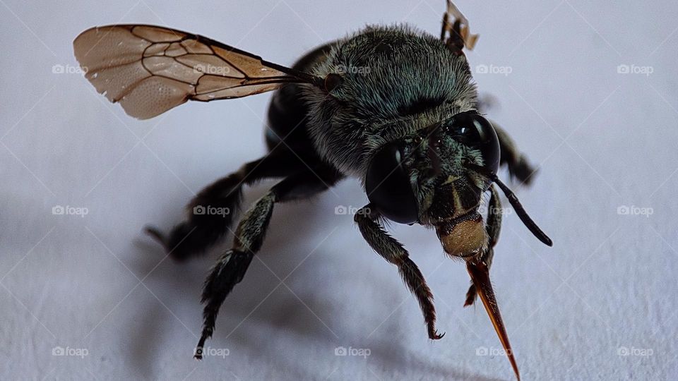 blue stripped bees