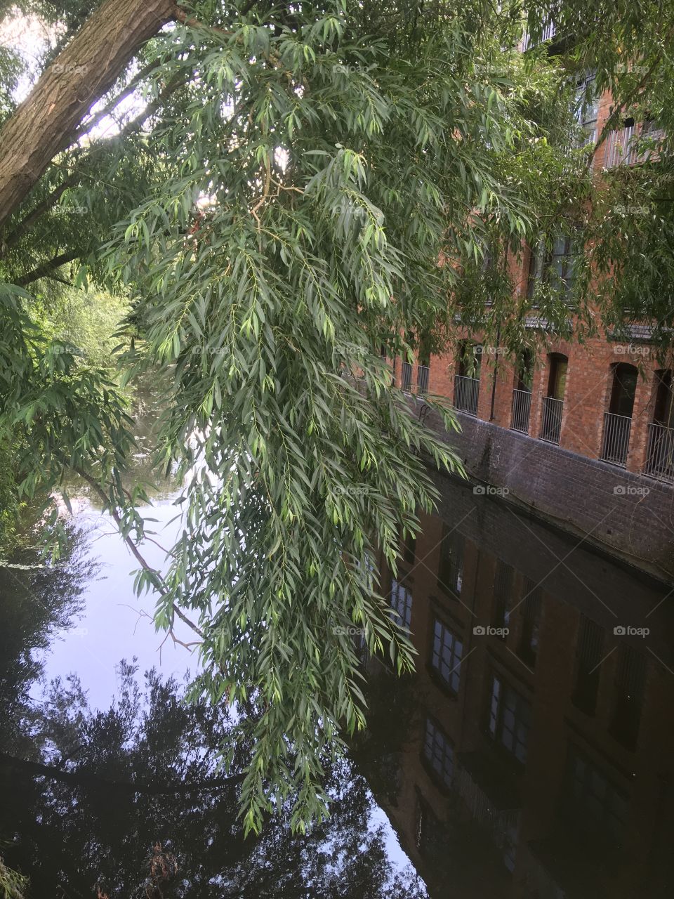 Canal tree over hang 