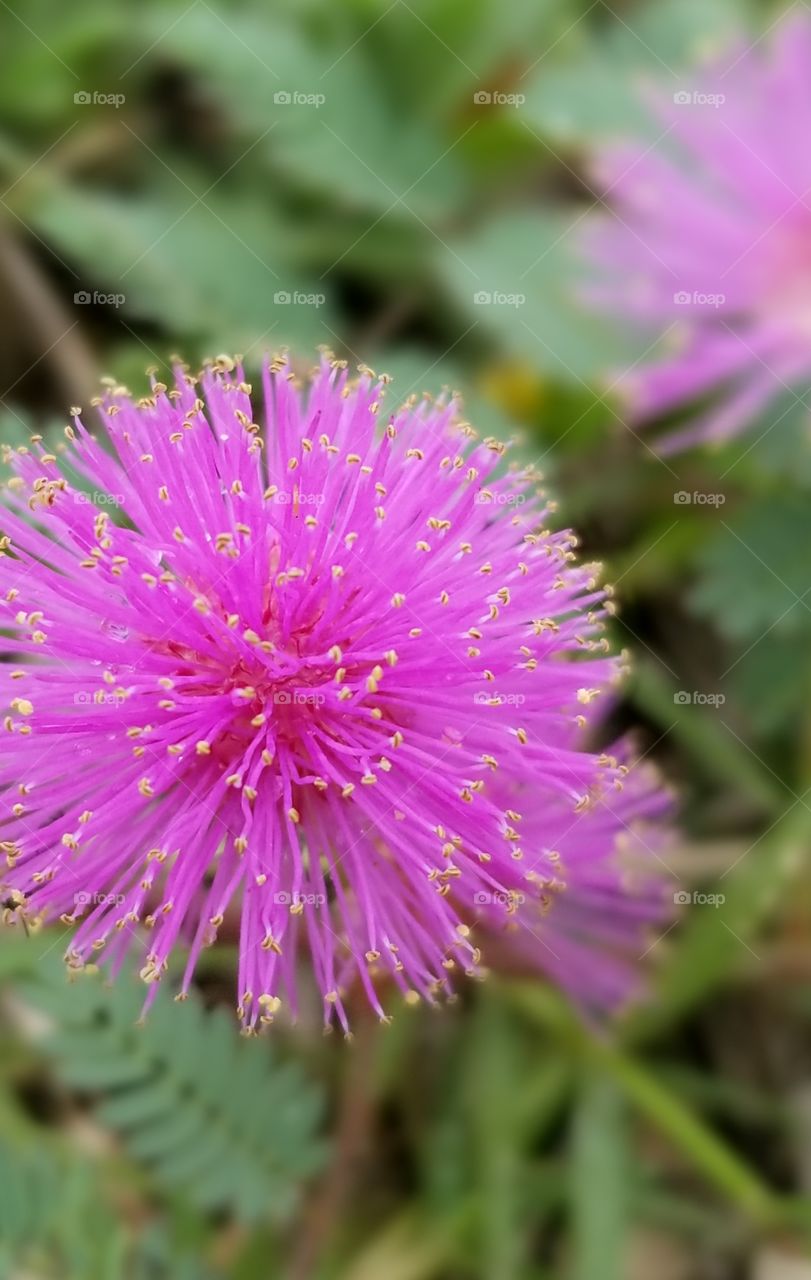 pink Texas wildflower