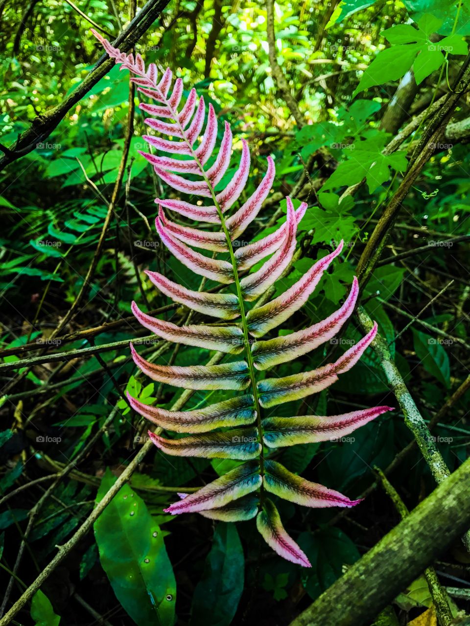 Multicolored fern that captures everyone’s attention!