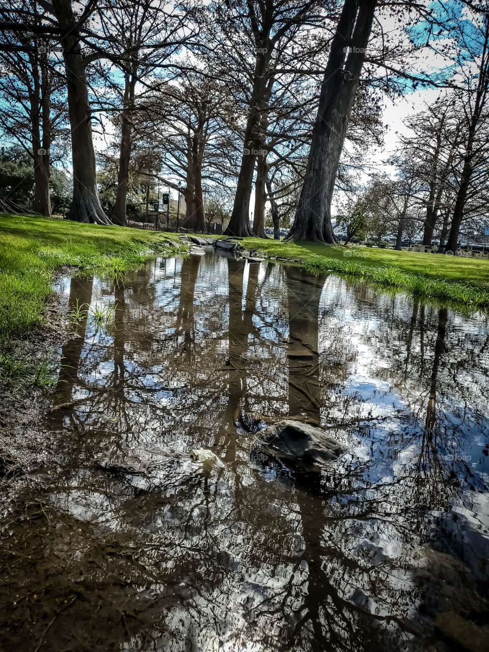 Reflections / mirror of old mature Cypress trees, the blue sky and white cloud in the water of the old historic Spanish acequia (irrigation) at a historic park.