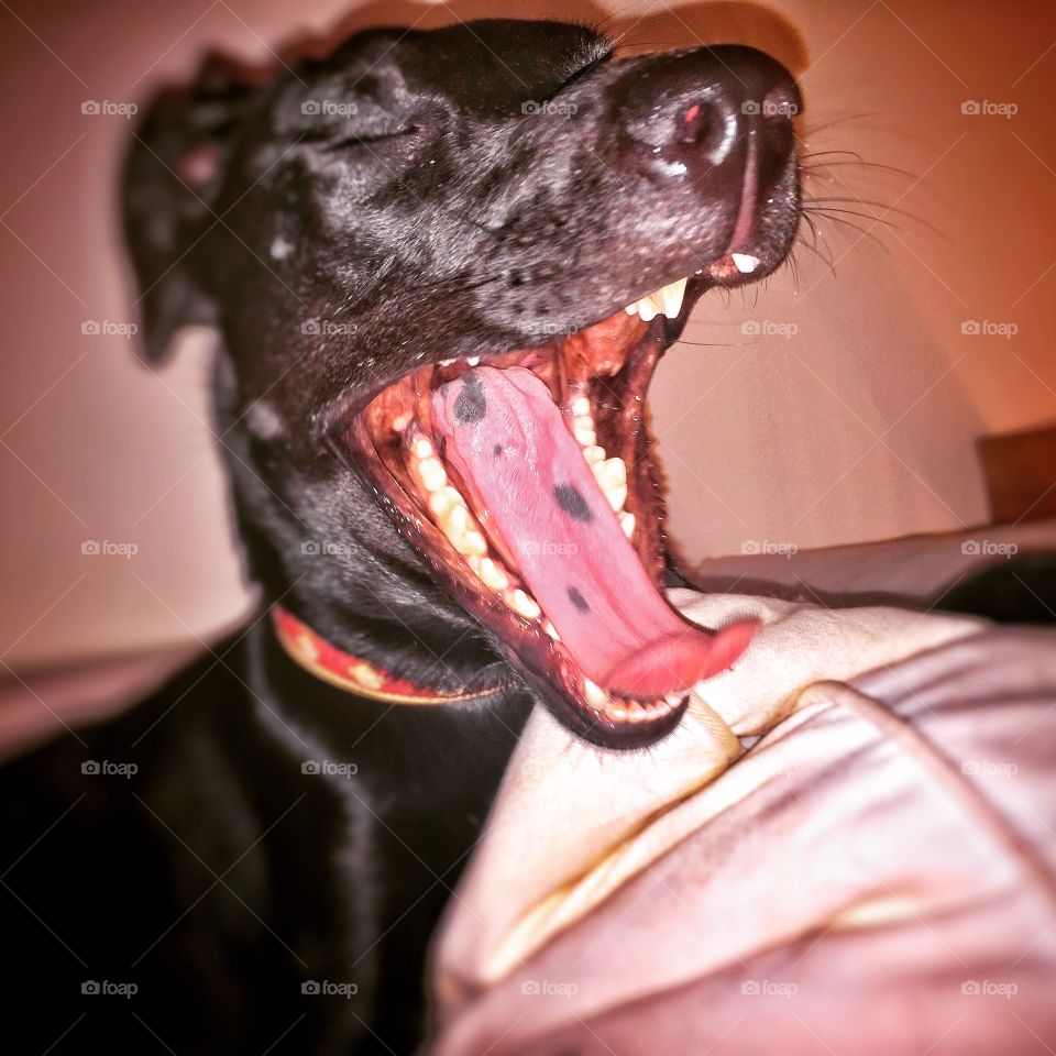 Close up of a cute black dog yawning with its mouth wide open showing its big red tongue and white teeth. 