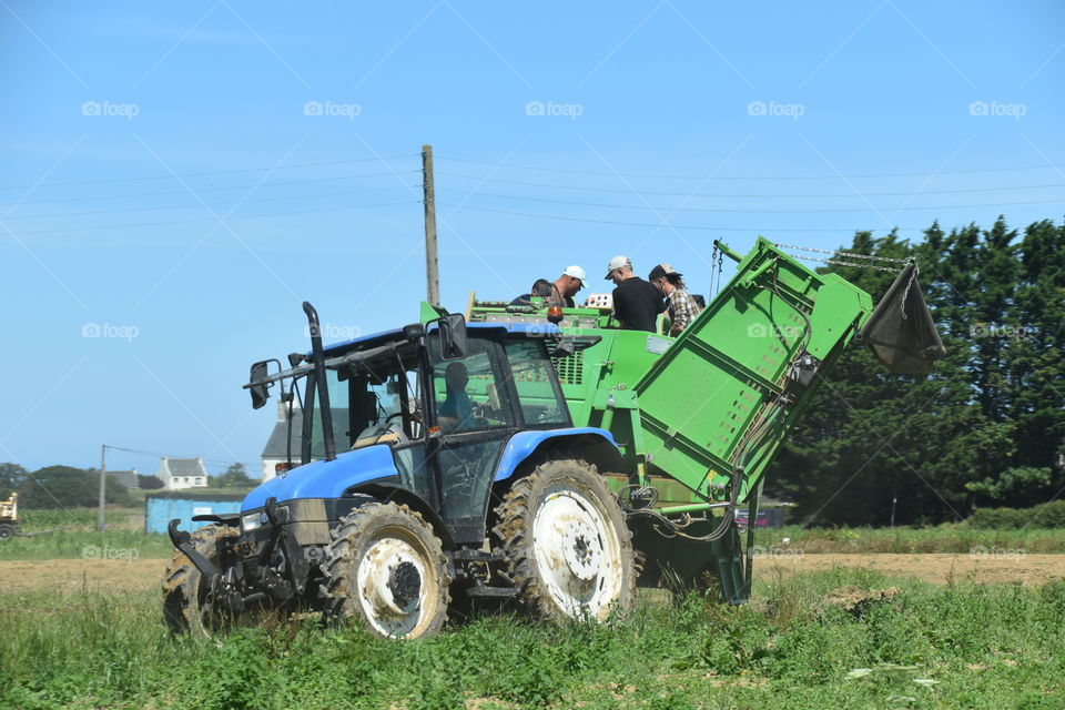 Harvesting vegetables 