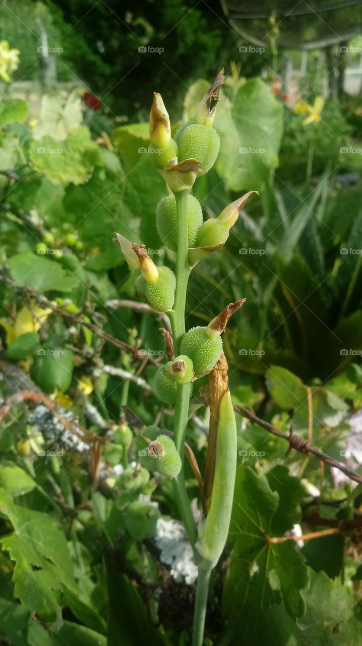 ПРИРОДА, ГРАДИНА, РАСТЕНИЯ, ЛИСТА.