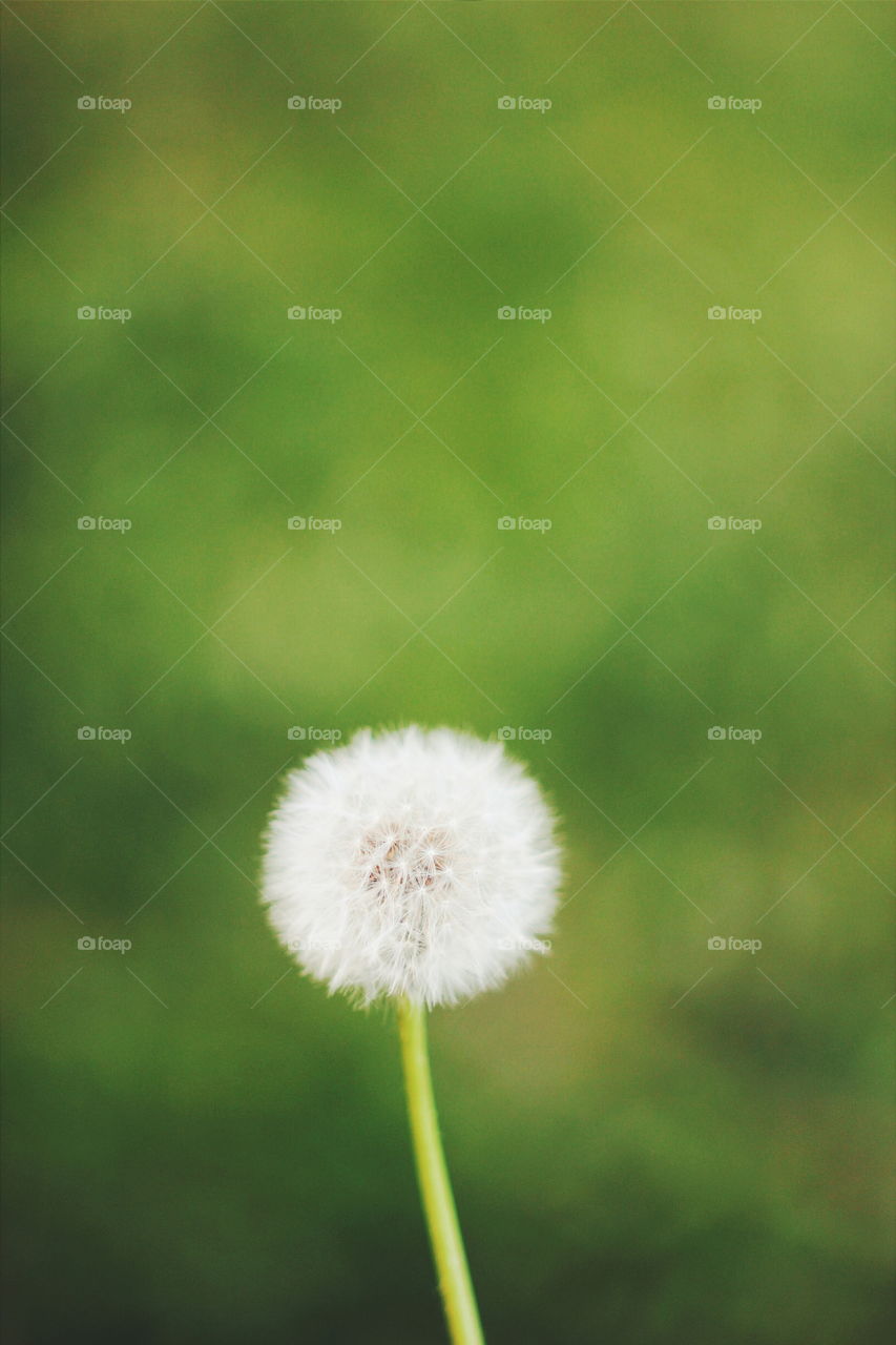 Dandelion, Nature, Growth, Flower, Summer