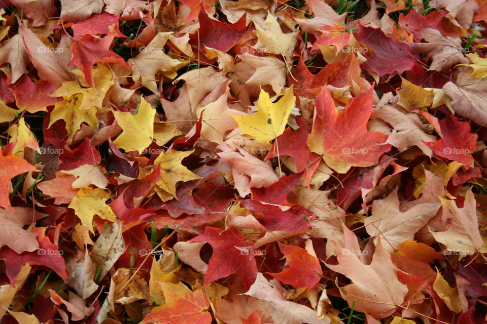 Colorful Leaves