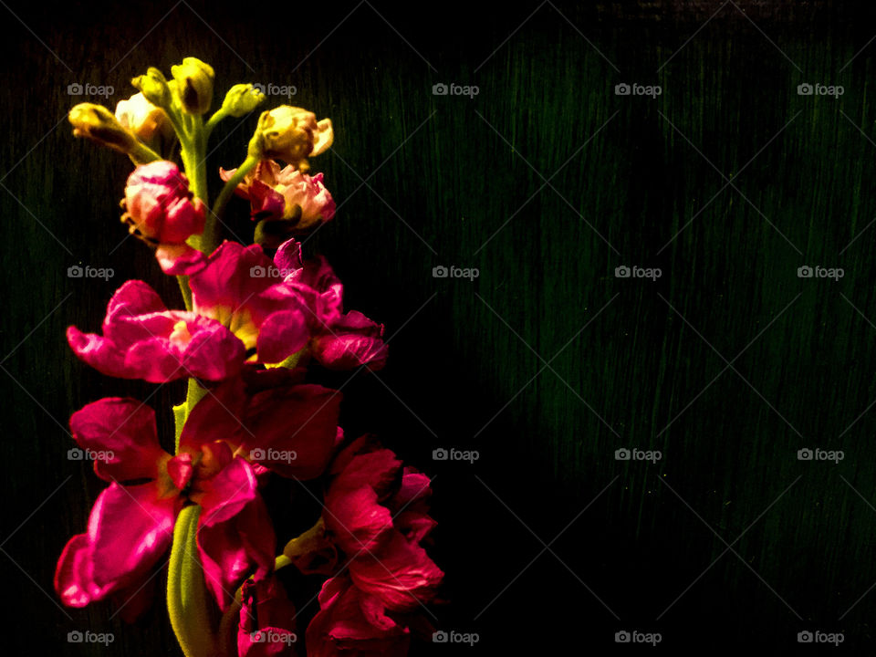 Bright pink flowers in dark lighting