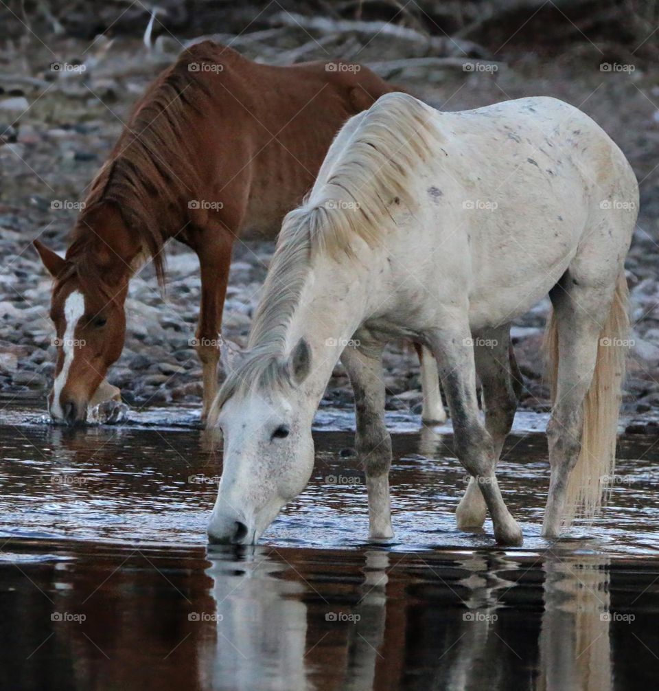 Wild Horses at Salt River