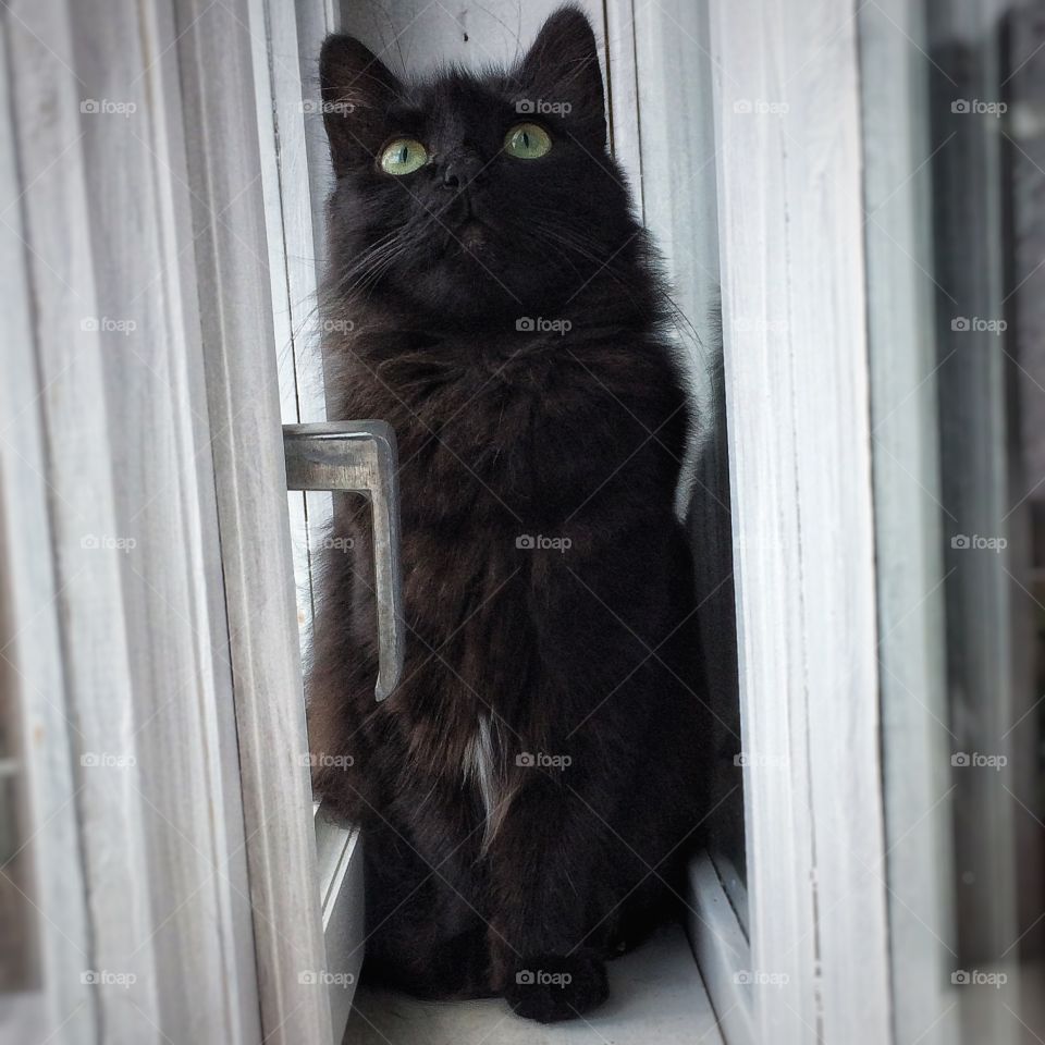 A majestic black cat