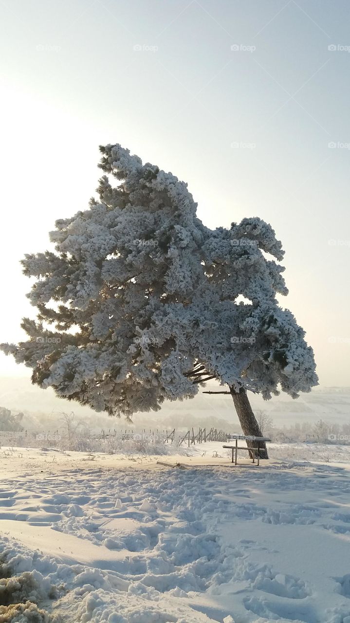 The snowy tree