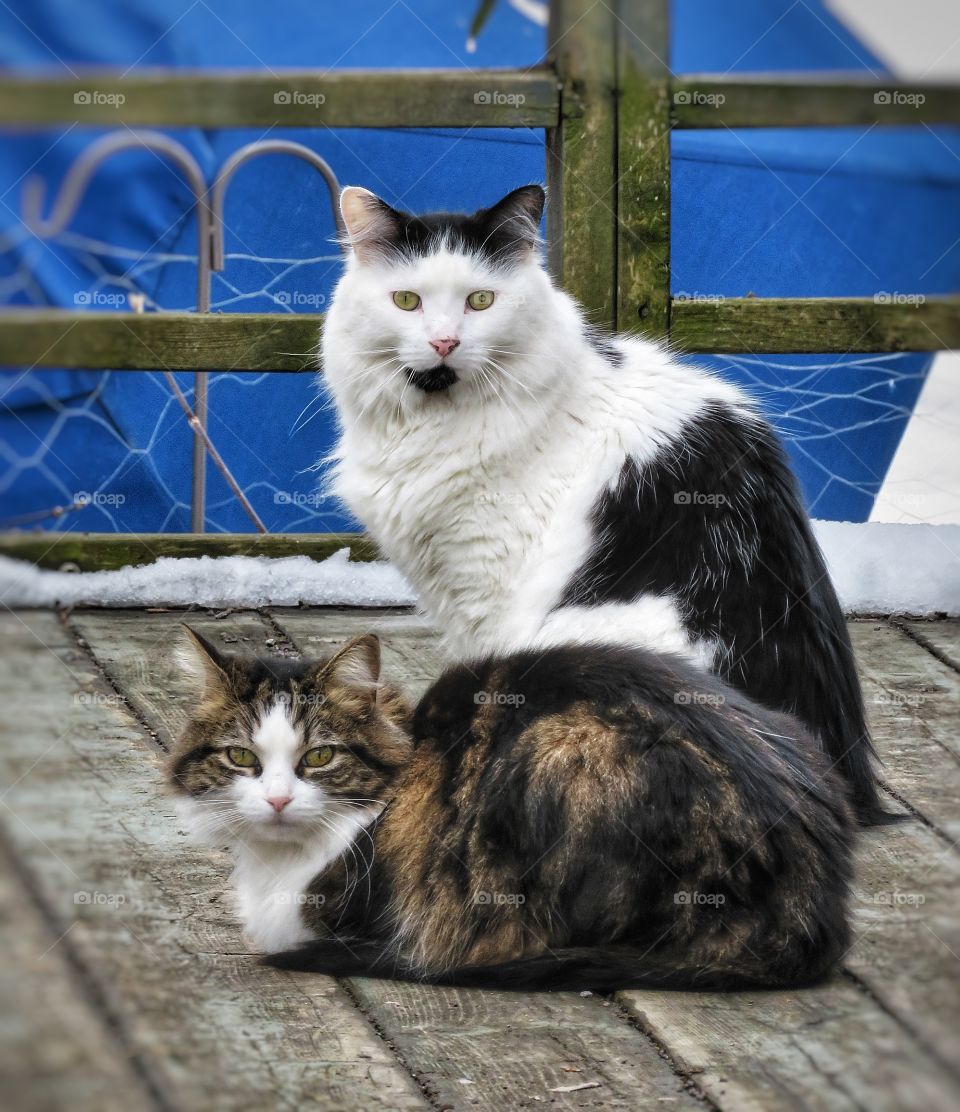 Cats Vieux Boucherville Québec 