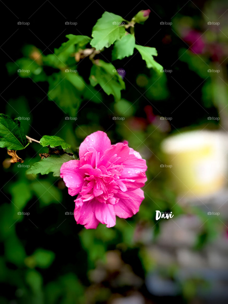 Pink flower 