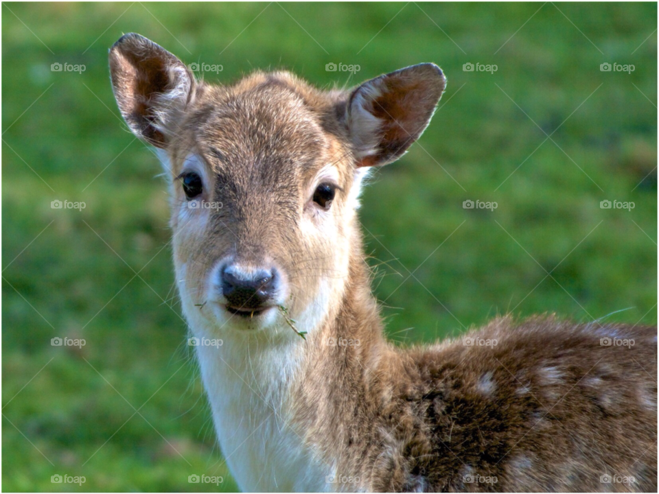 zandvoort animal netherlands wild by KathOnEarth