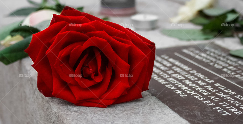 A beautiful red rose left on the tomb of Oscar Wilde at Père Lachaise Cemetery in Paris