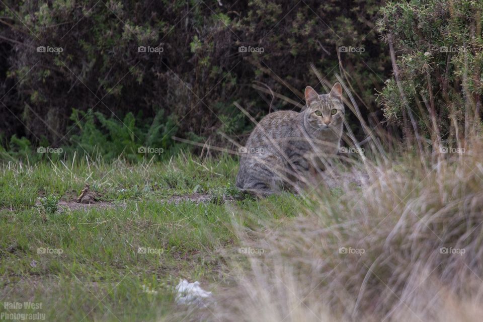 African cat 