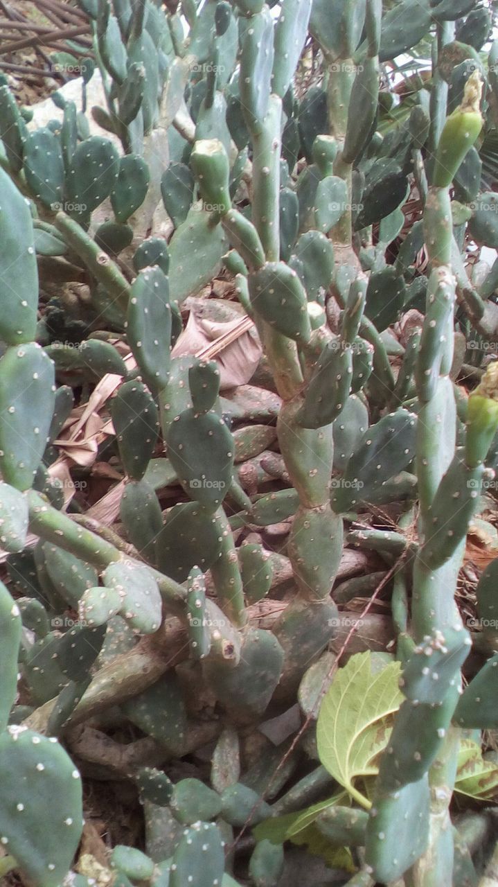 Field of cactus