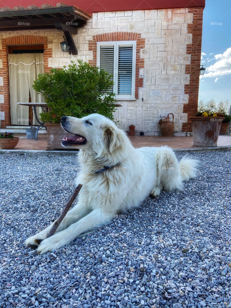 Act natural they said: totally posing dog with her favorite wooden stick 
