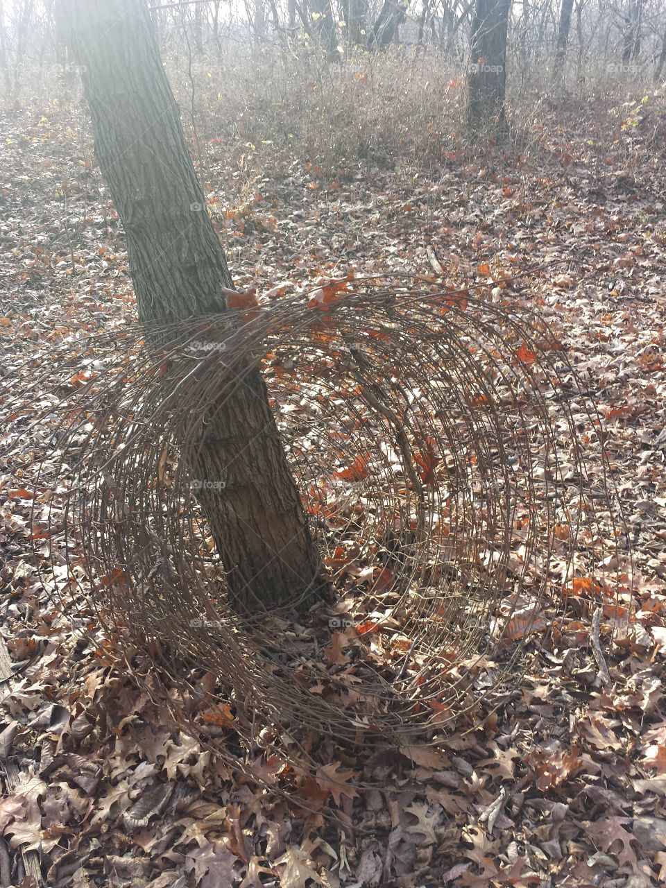 monkey mountain views