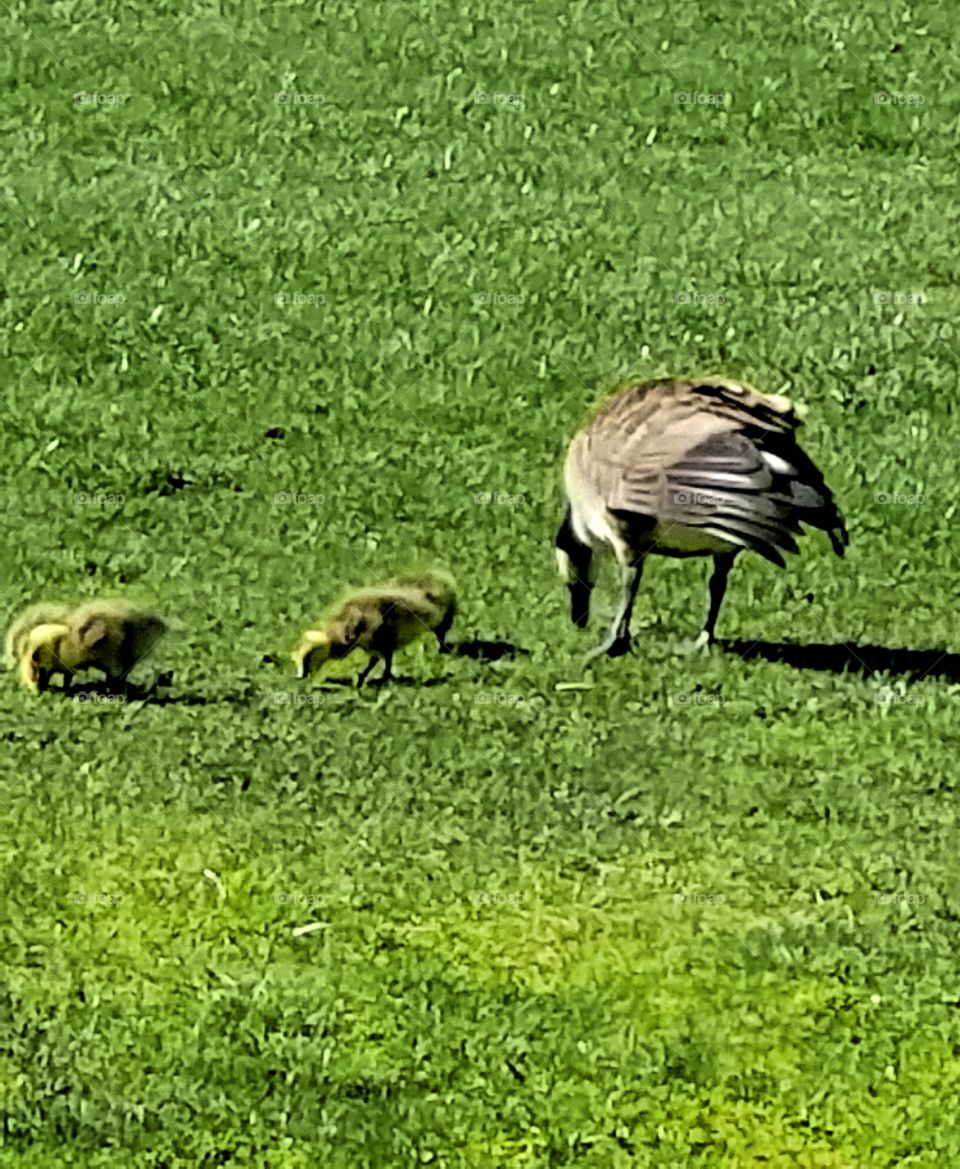 Gosling