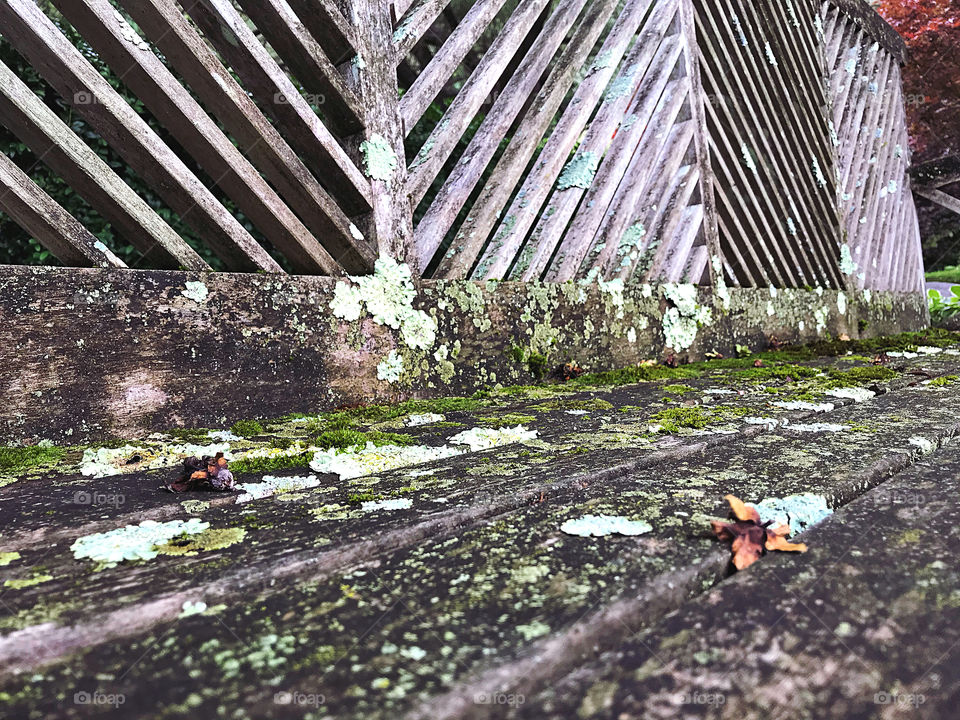 Lichen and moss on a bench 