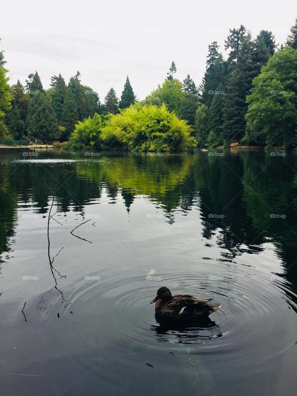 Duck floating on the water in Laurelhurst Park in Portland, Oregon with a lush forest backdrop