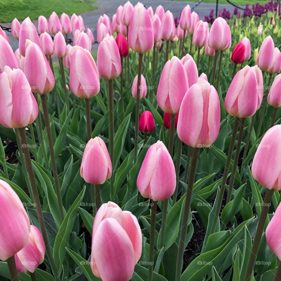 Spring Tulip Flowers