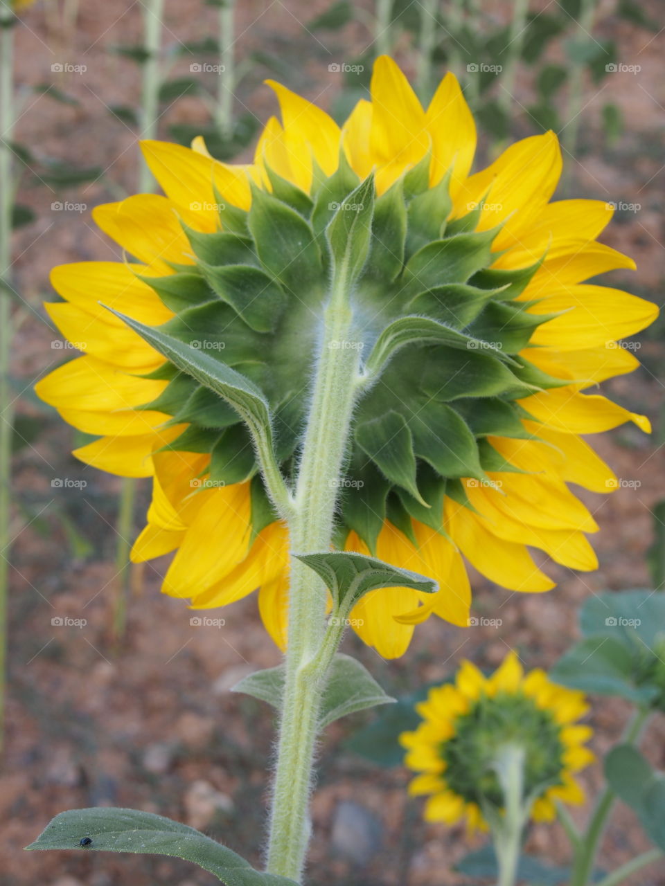 sunflower