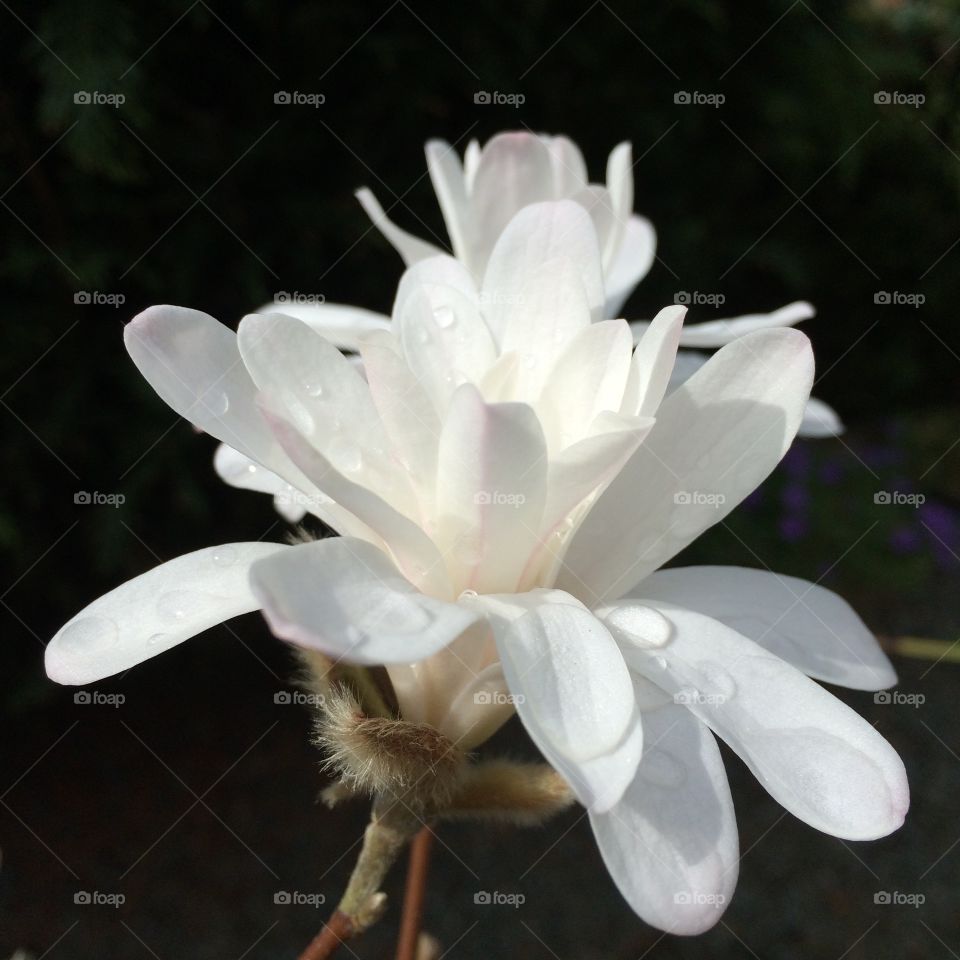 A very special flower on a plant I had owned for a couple of years. This was the first time it flowered :)